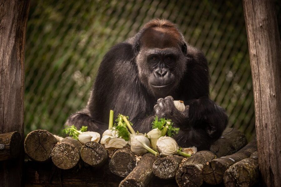 Antwerp: ZOO Entry Ticket - Key points to know before visiting