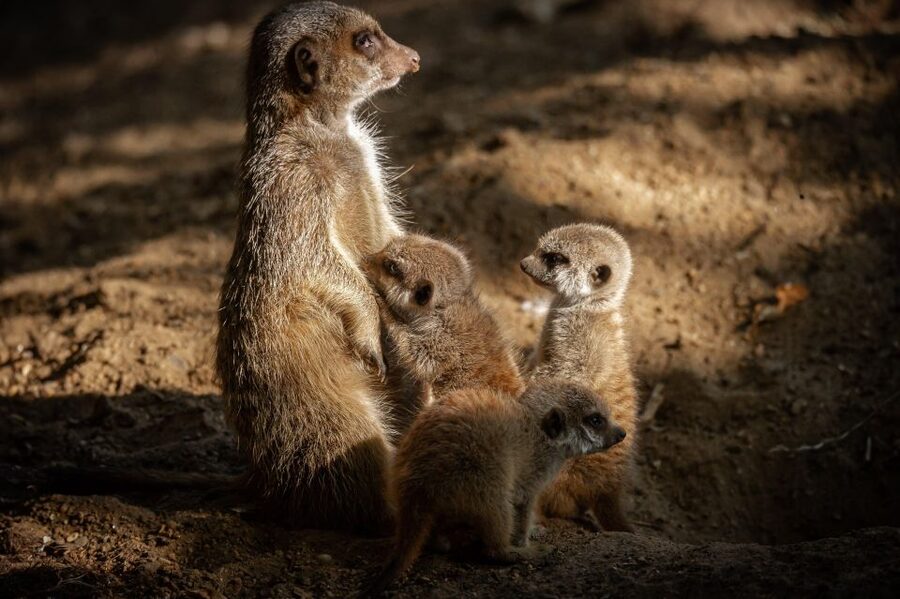 Antwerp: ZOO Entry Ticket - Why Antwerp ZOO works so well for a city day