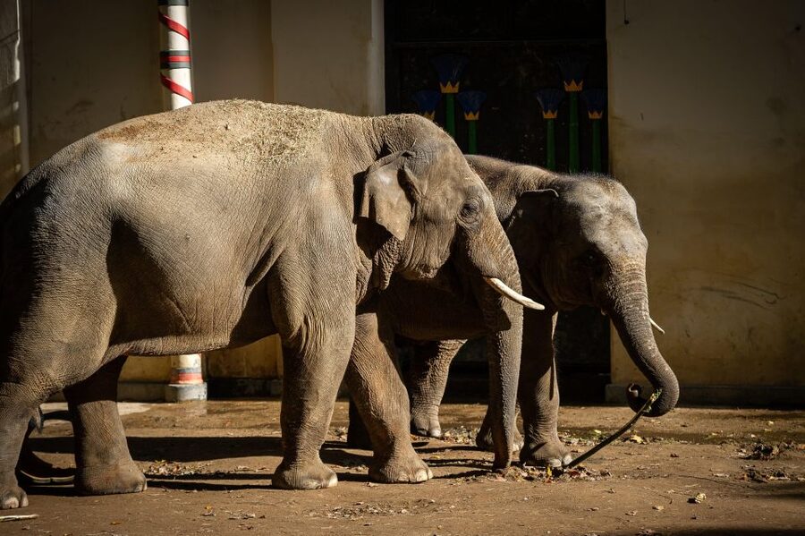 Antwerp: ZOO Entry Ticket - Savannah animals and the Buffalo Savannah