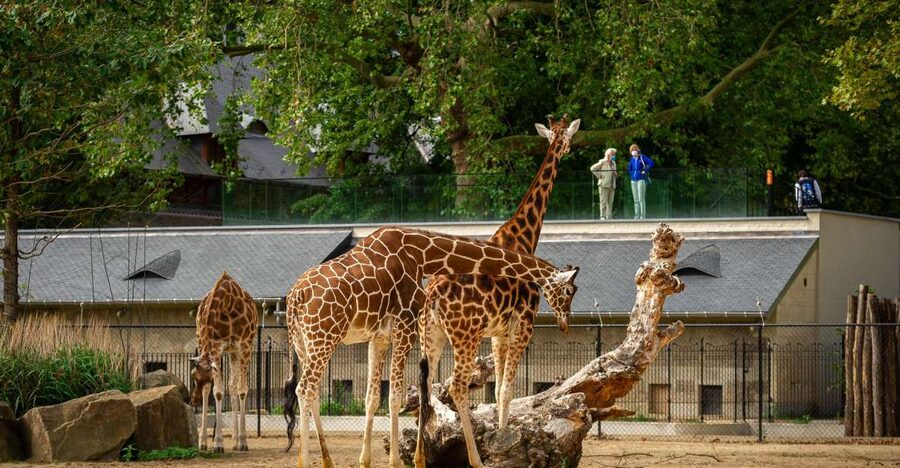 Antwerp: ZOO Entry Ticket - Keeper talks and feeding times in Dutch