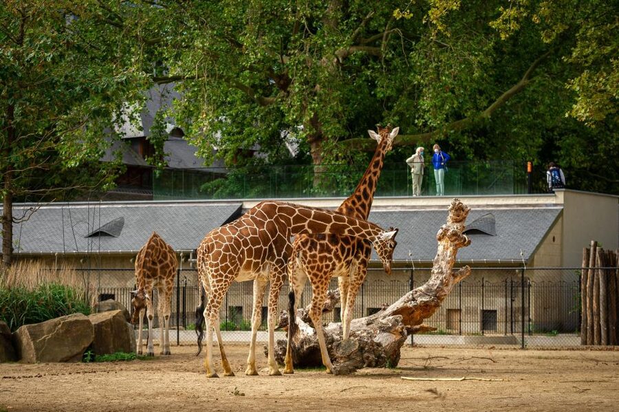 Antwerp: ZOO Entry Ticket - What the Dutch-only format means for you