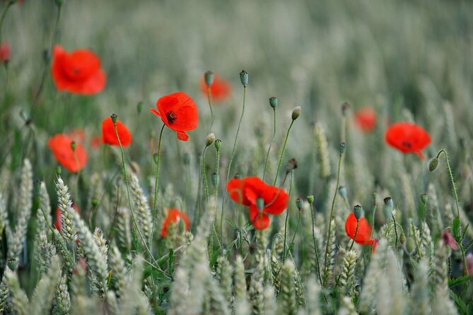In Flanders Fields and Passchendaele Grand Tour - Caterpillar Crater and the war underground