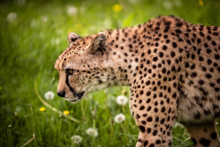 Mechelen: Planckendael ZOO Entry Ticket - Key points to know before you go