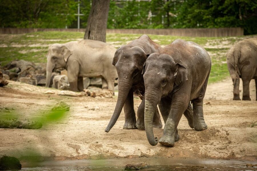 Mechelen: Planckendael ZOO Entry Ticket - From African savannah to icy penguin water