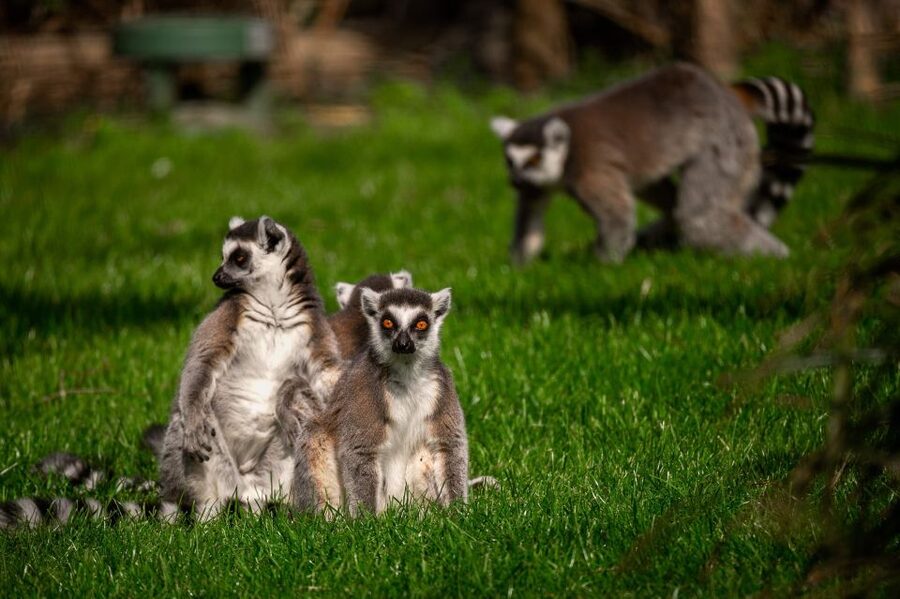 Mechelen: Planckendael ZOO Entry Ticket - Family facilities that make a long day easier