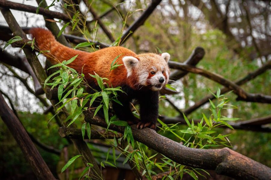 Mechelen: Planckendael ZOO Entry Ticket - What the $41 ticket is really worth