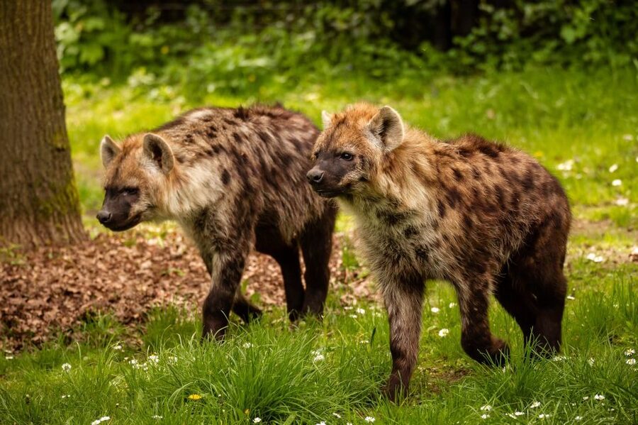Mechelen: Planckendael ZOO Entry Ticket - Should you book Planckendael ZOO?