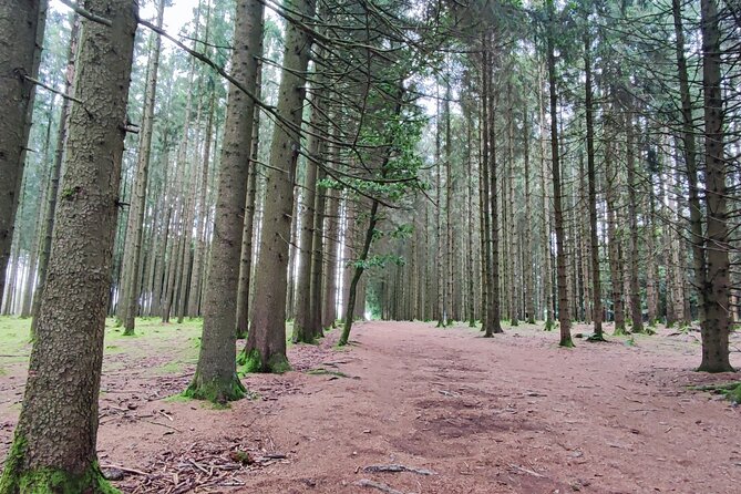 The Battle of the Bulge Experience - A day tour from Brussels - Bastogne and the War Museum