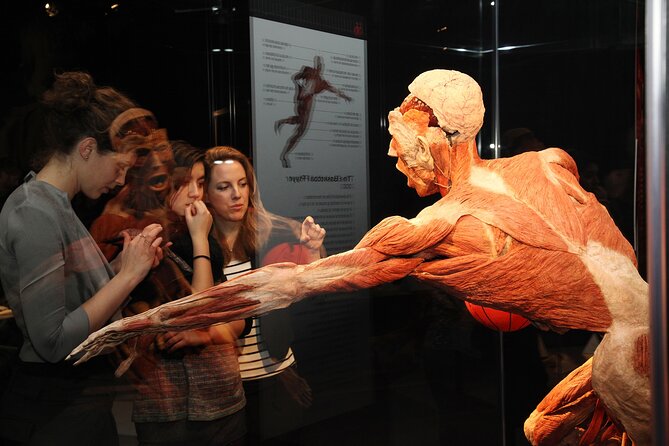 Ticket Expo Body Worlds in Bruges, Belgium - Is $81 fair value?