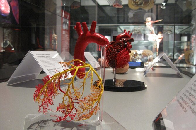Ticket Expo Body Worlds in Bruges, Belgium - Who will enjoy Body Worlds Vital most?